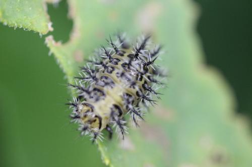 Henosepilachna argus
